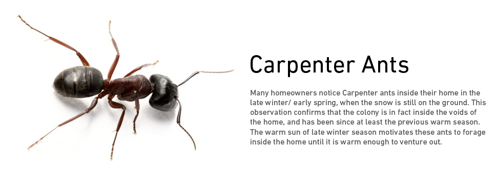 Carpenter Ant Removal